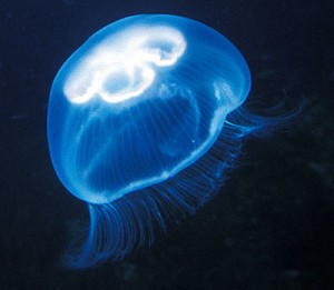 meduza